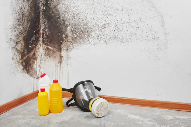 Best Same-Day Mold Removal  in Santee, CA