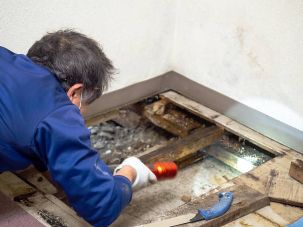 Office Mold Removal Services in Santee, CA