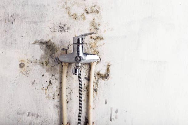 Trusted Santee, CA Mold Removal Experts