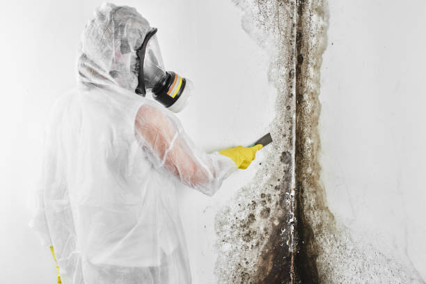 Attic Mold Removal in Santee, CA