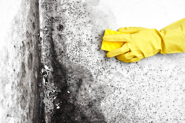 Home Mold Removal in Santee, CA