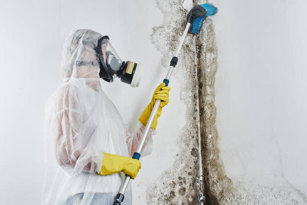 Best Residential Mold Removal  in Santee, CA