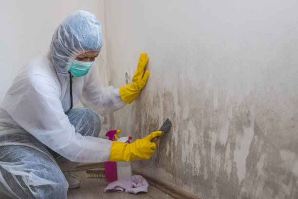 Best Mold Removal Specialists  in Santee, CA