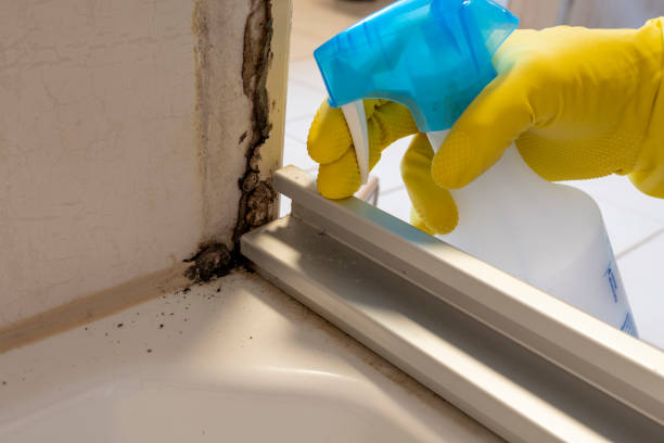 Best Fast Mold Removal  in Santee, CA