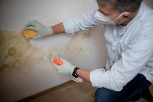 Best Mold Removal Company Near Me  in Santee, CA