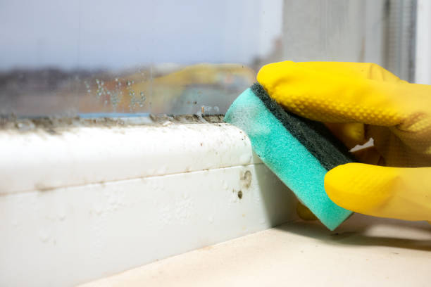 Best Mold Remediation  in Santee, CA