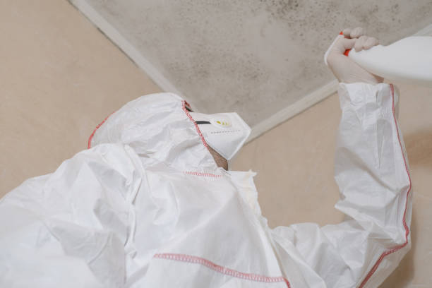 Best Professional Mold Removal  in Santee, CA