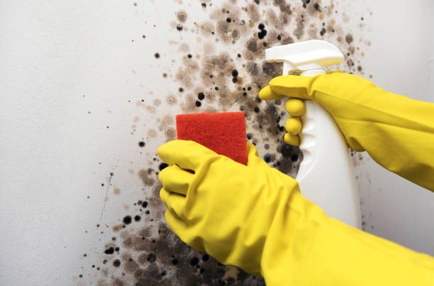Best Black Mold Removal  in Santee, CA