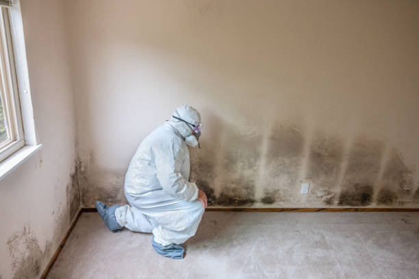 Attic Mold Removal in Santee, CA