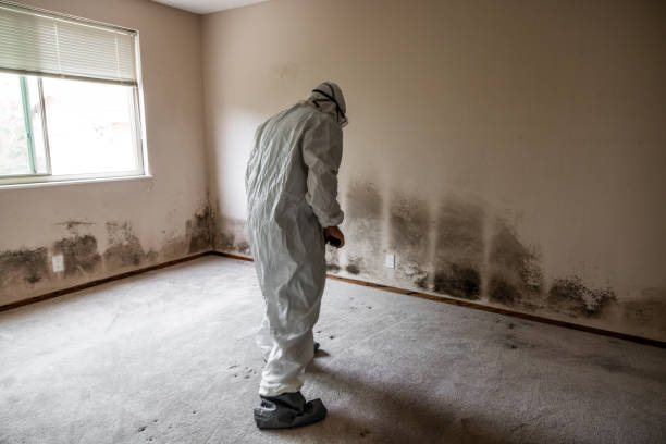 Best Affordable Mold Removal  in Santee, CA