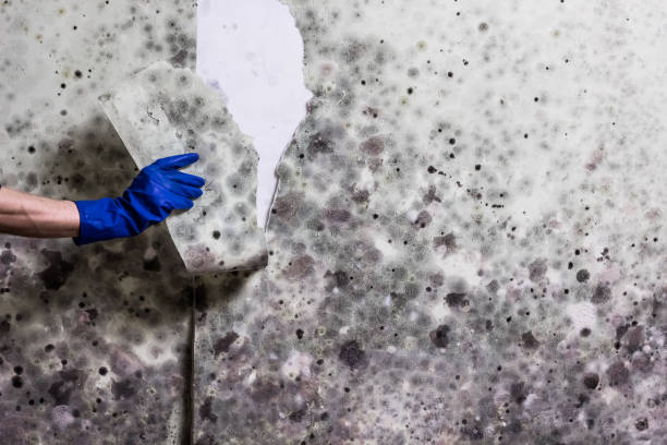 Best Professional Mold Removal  in Santee, CA