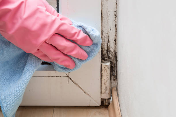 Best Mold Testing  in Santee, CA