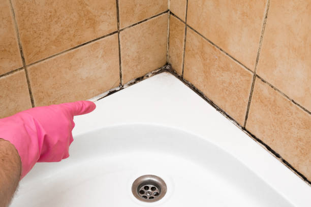 Mold Testing and Removal in Santee, CA