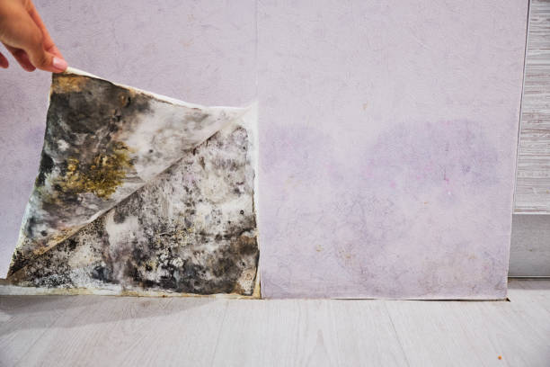 Best Commercial Mold Removal  in Santee, CA